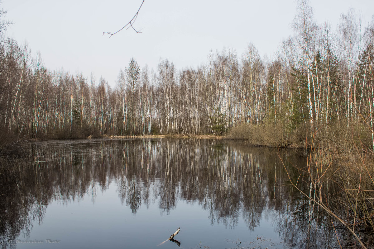 озеро в лесу - Ольга (Кошкотень) Медведева