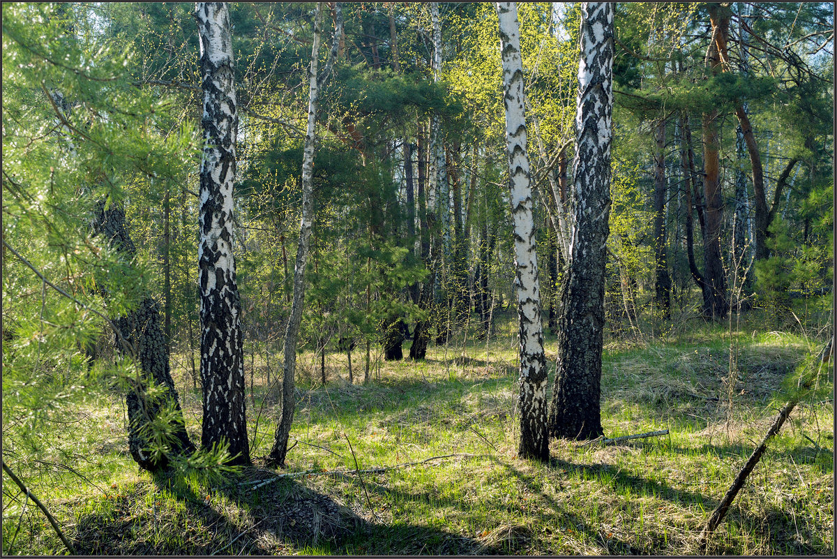 *** - Александр Лихачёв