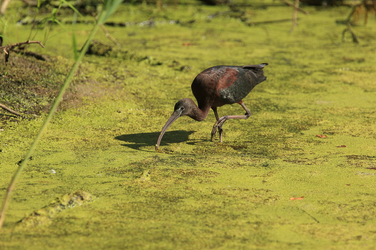 glossy ibis - Naum 