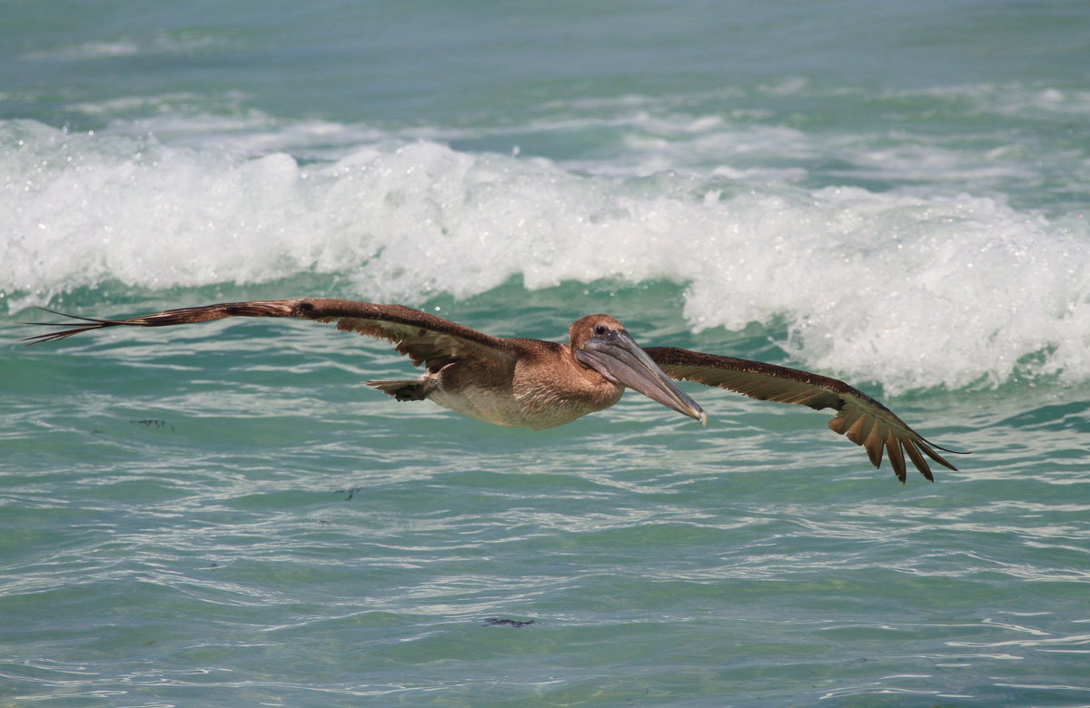 пеликан в поиске посадки - Naum 