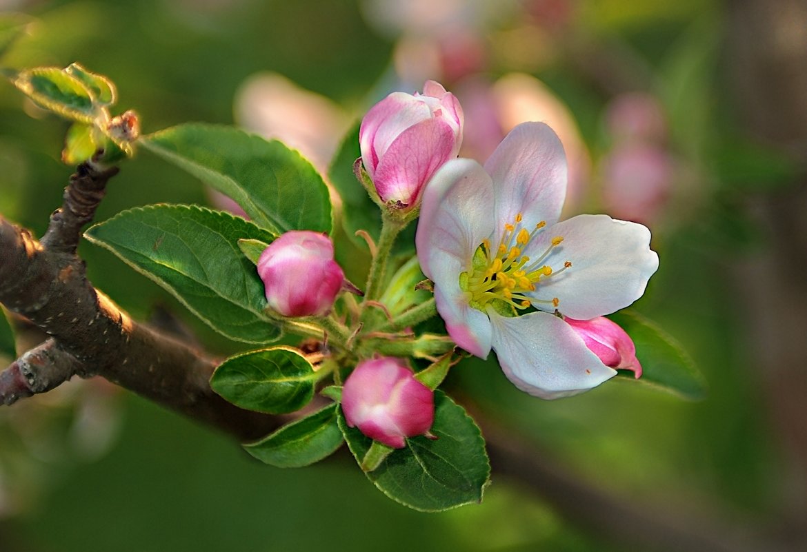 яблони цветут - Lena 