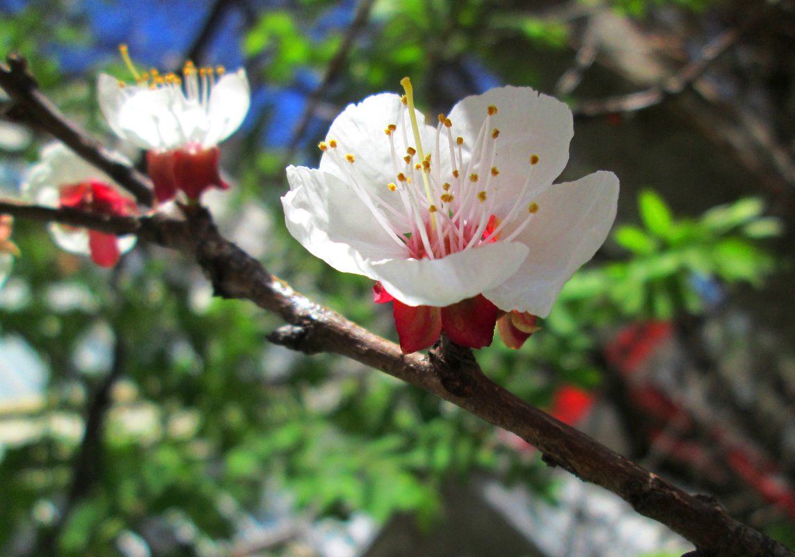 Весна цветущая - Самохвалова Зинаида 