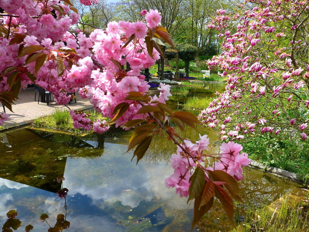 Planten un Blomen. Hamburg - Nina Yudicheva