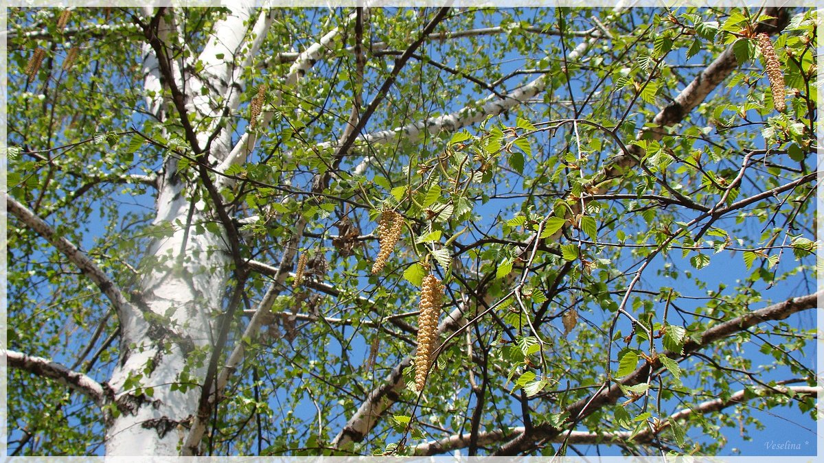 Шёпот берёзовых листьев - Veselina *