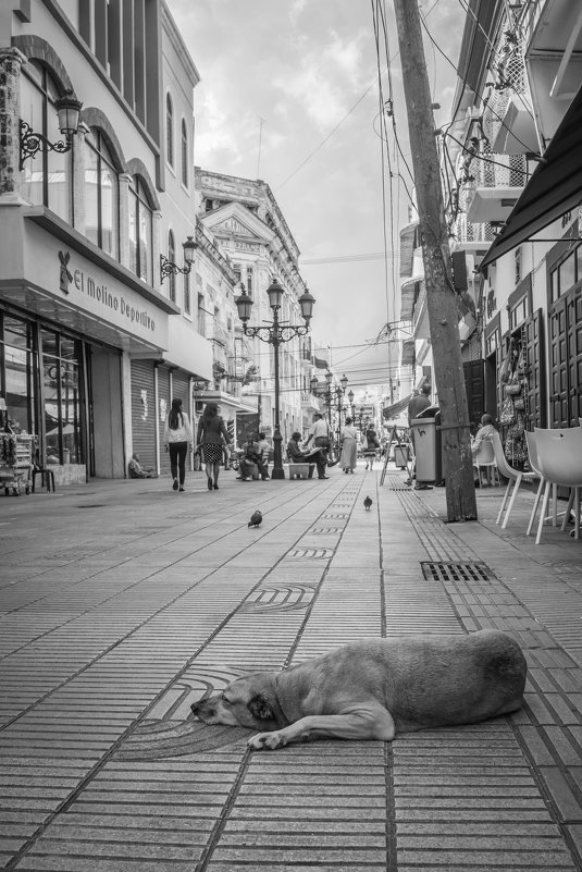 Dog life - Sergey Oslopov 