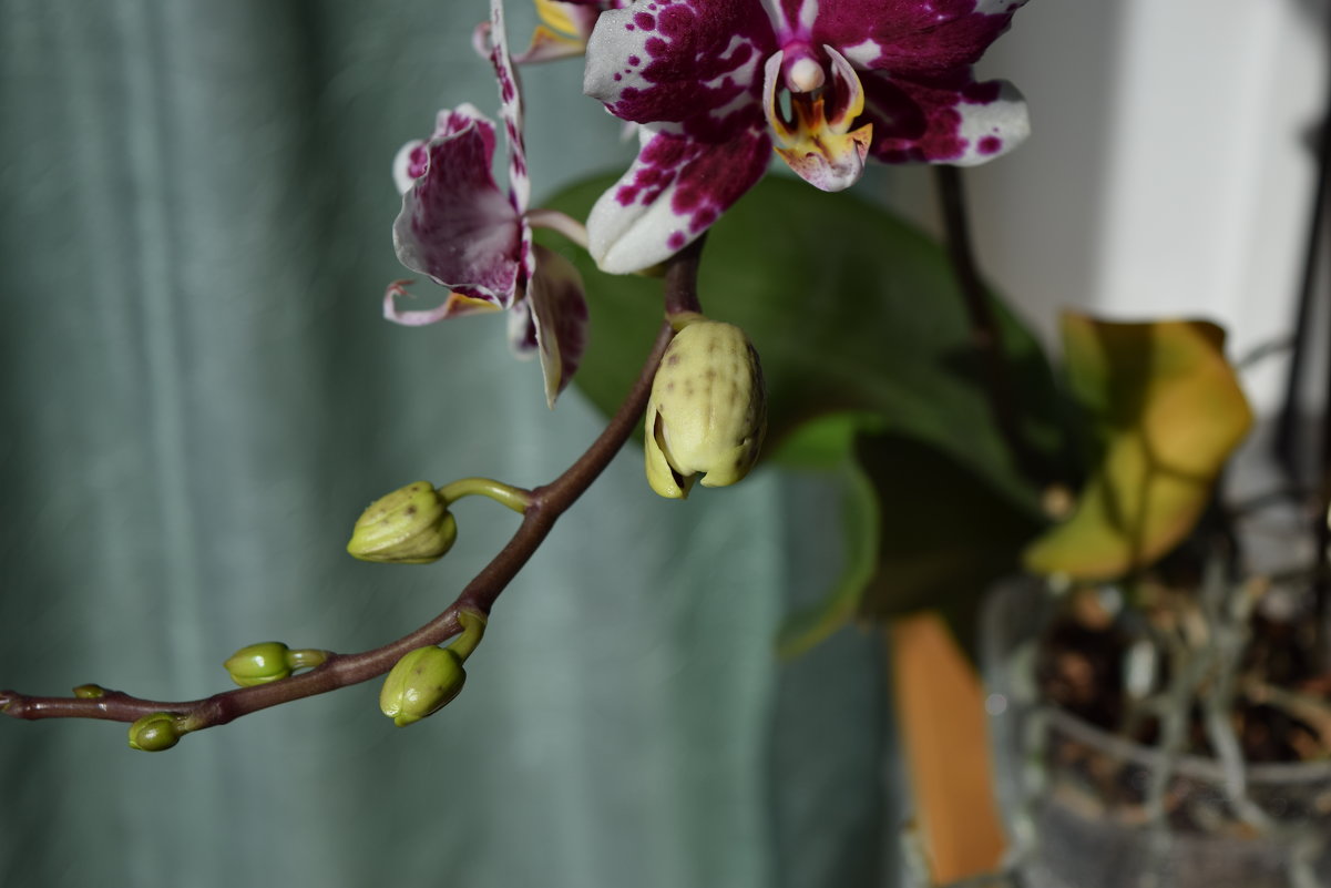 орхидея далматинец - Юрий 