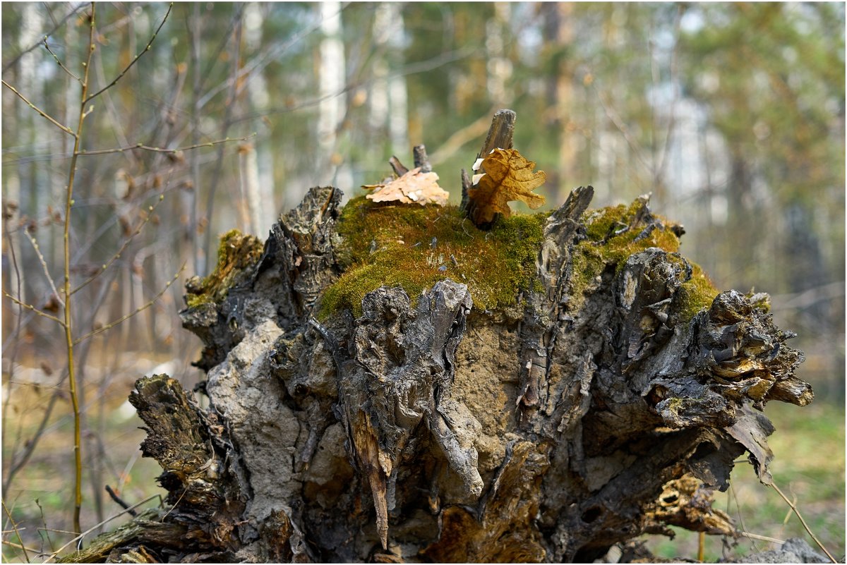 *** - Владимир 