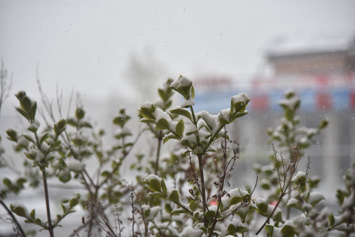 Весенний снег - юрий Амосов