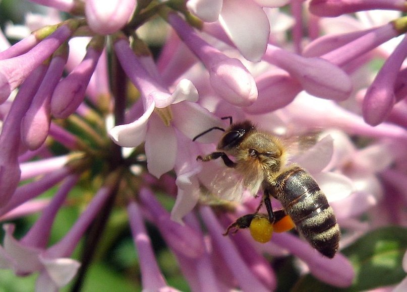 пчёлка с ведёрками - Анастасия 