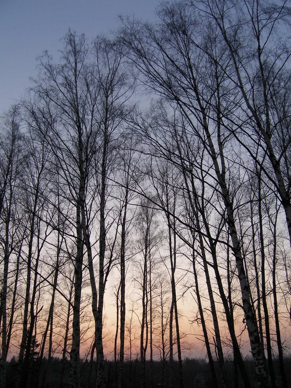 Деревья на закате - Надежда Кондр