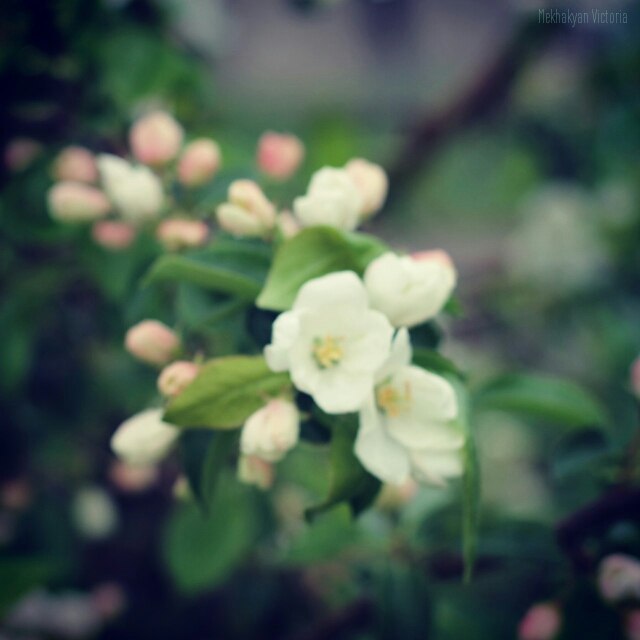 Весна :) - Victoria Photography