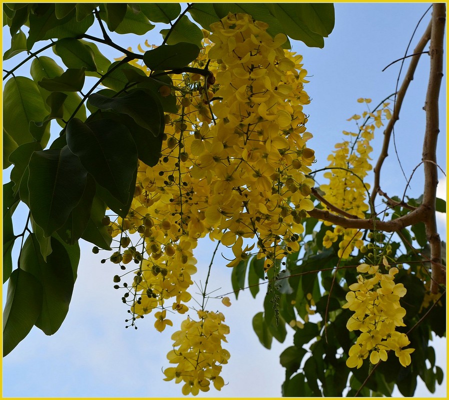 18.07.13 Кассия трубчатая (лат. Cassia fistula) - Борис Ржевский