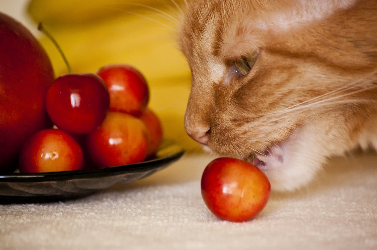 Кошка и фрукты - vik zhavoronka