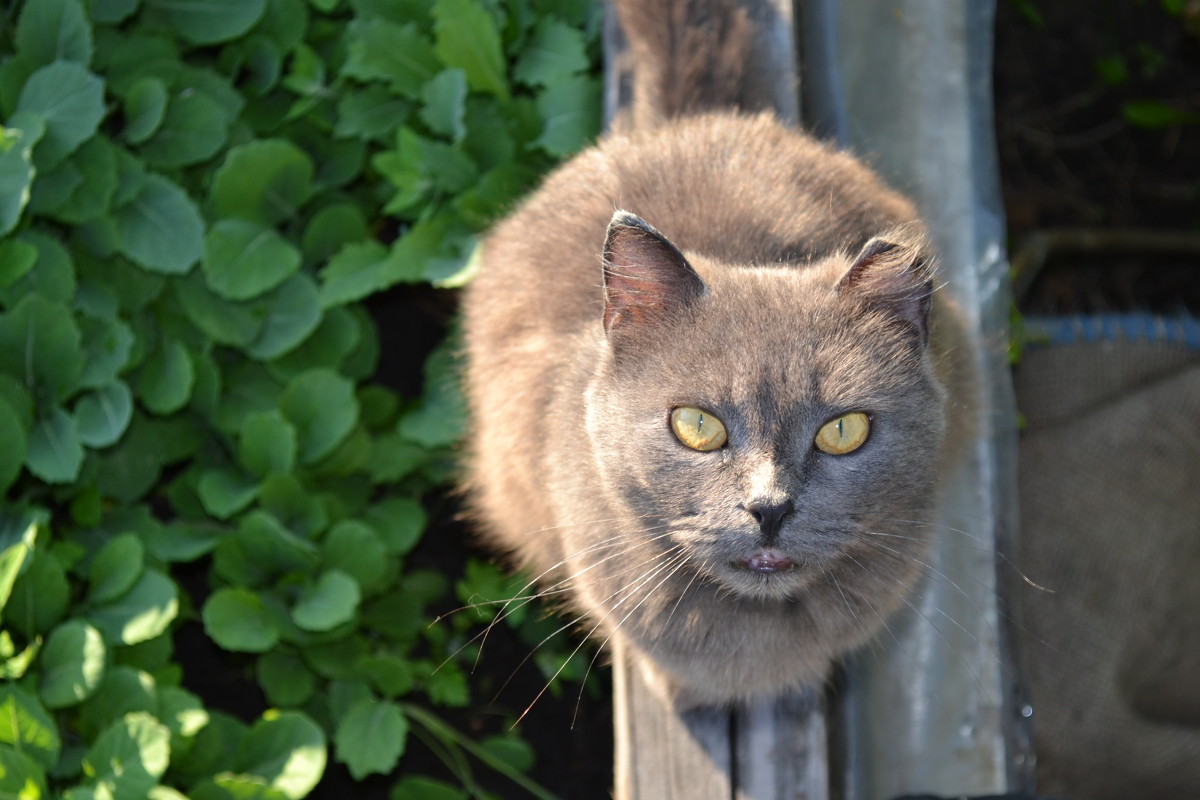 cat - Виктория Хромова