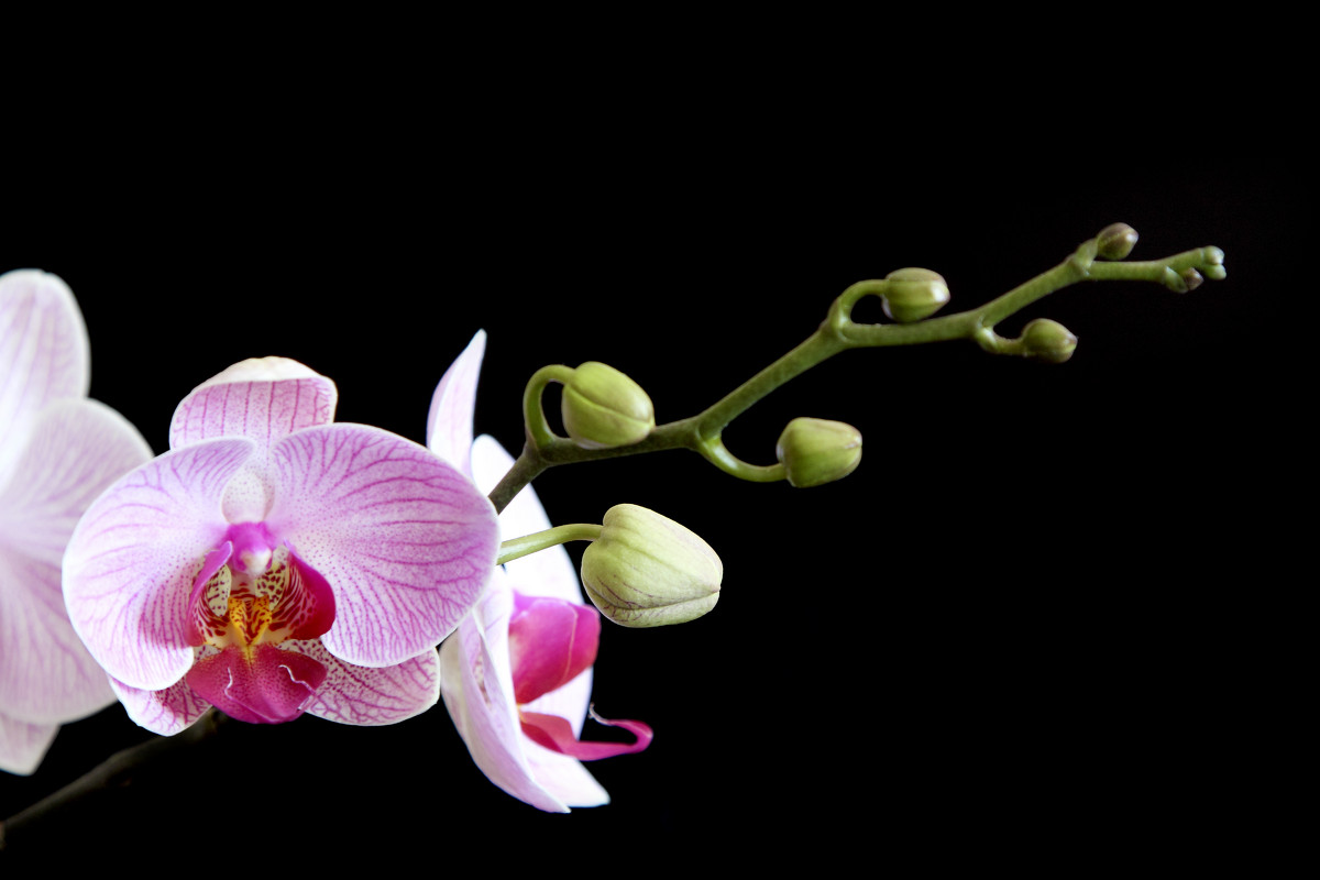орхидея - nakip1 