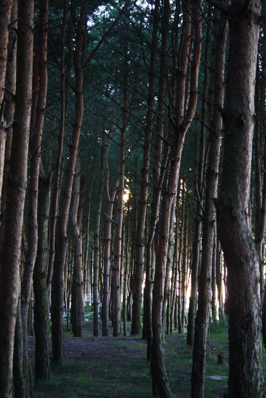 лес - наталья 