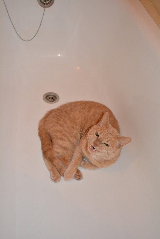 Нельзя входить в ванную когда там спит кот) - Виктория Большагина