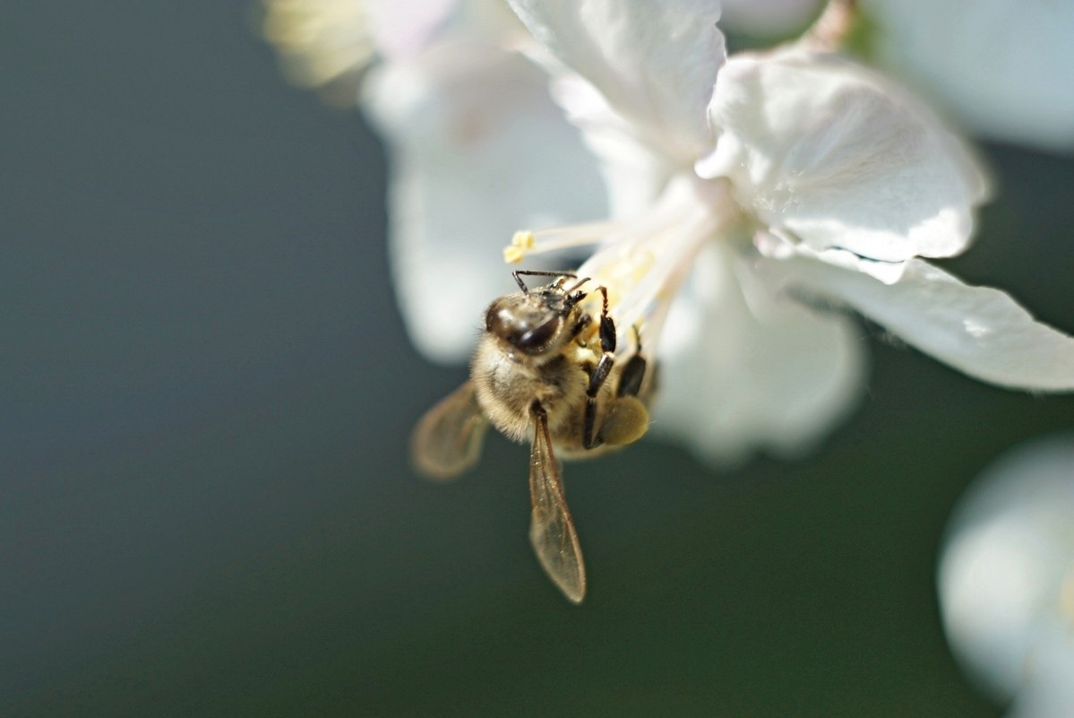 пчелка - Алена 