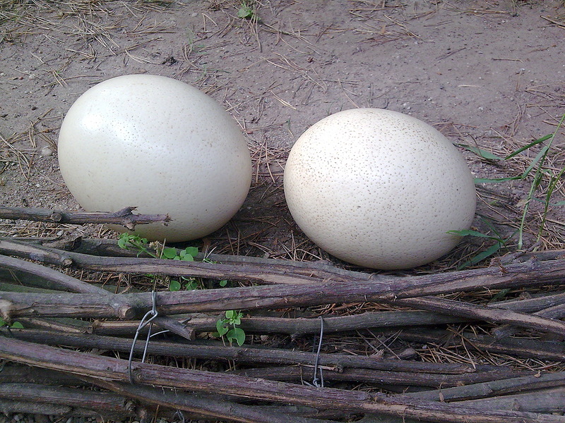 Страусиные яйца - Наталия Павлова