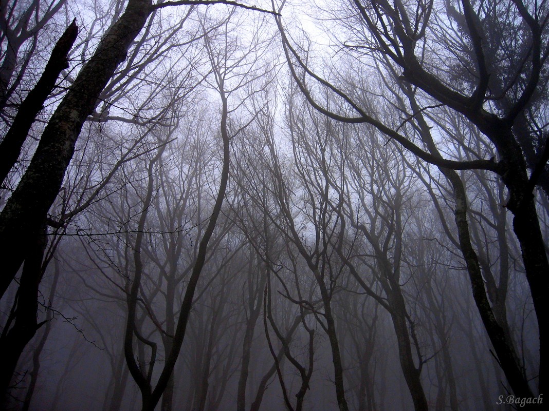 Cумрачный лес - Sergey Bagach