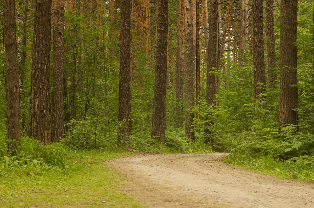 Дорога в лесу - Alexei Mamontov