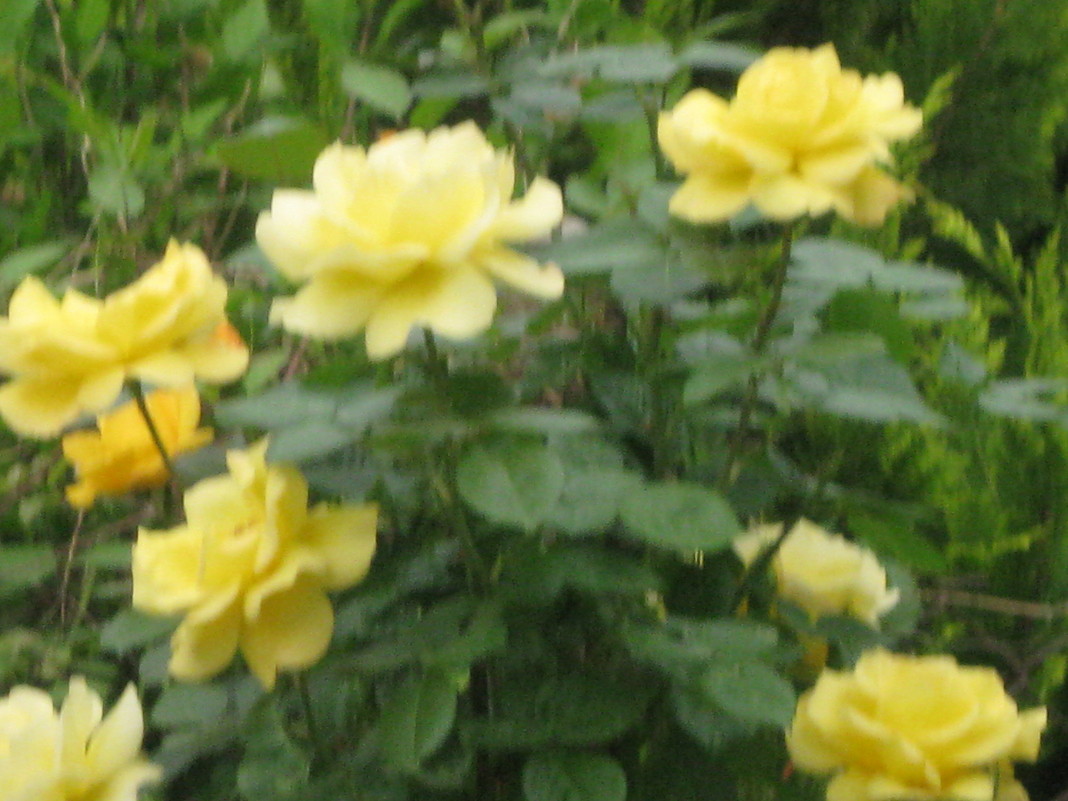 Украинская троянда - ирина зубова