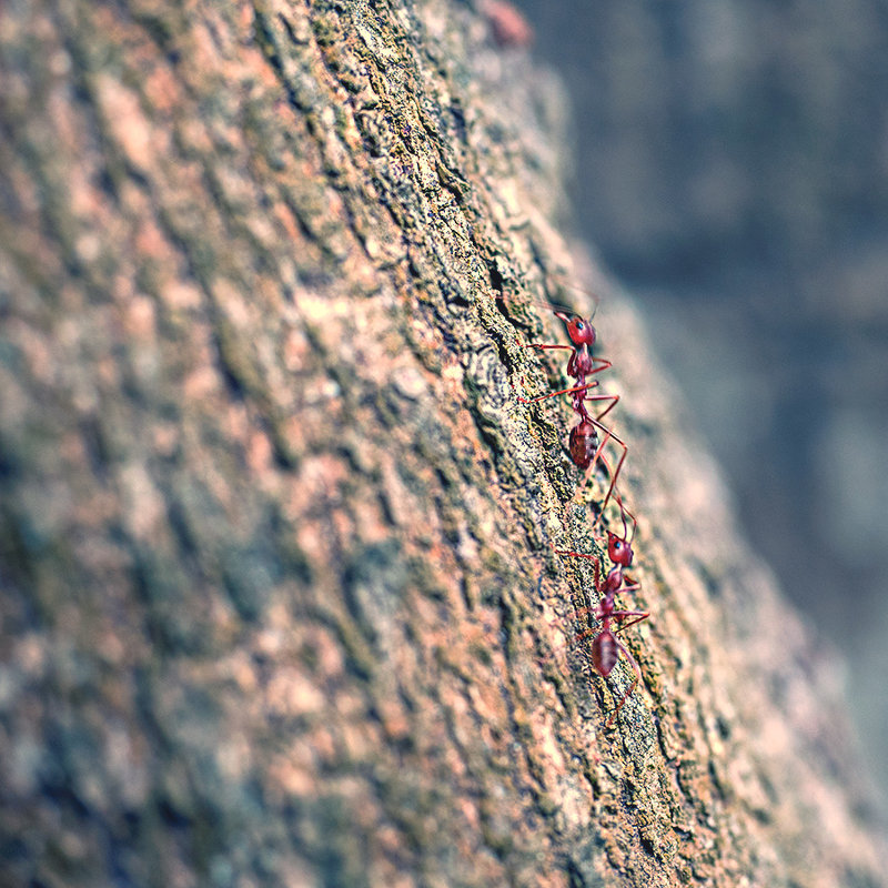 из жизни красных муравьёв2 - Alexander Romanov (Roalan Photos)