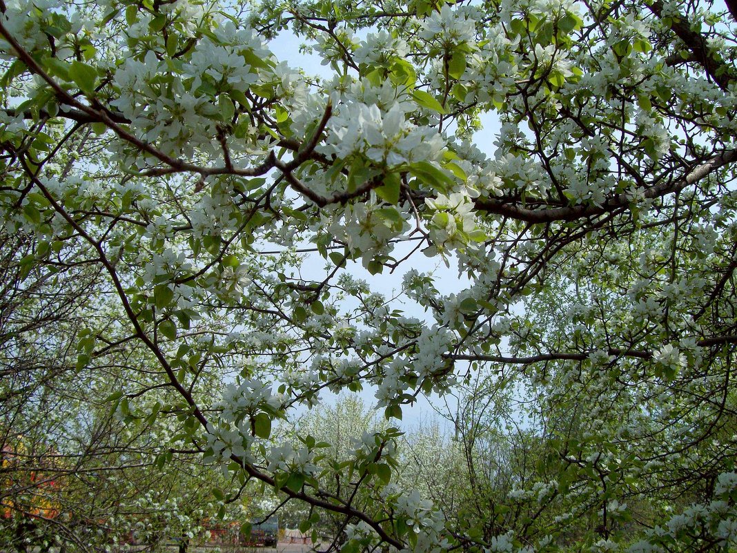 Яблони цветут - alemigun 