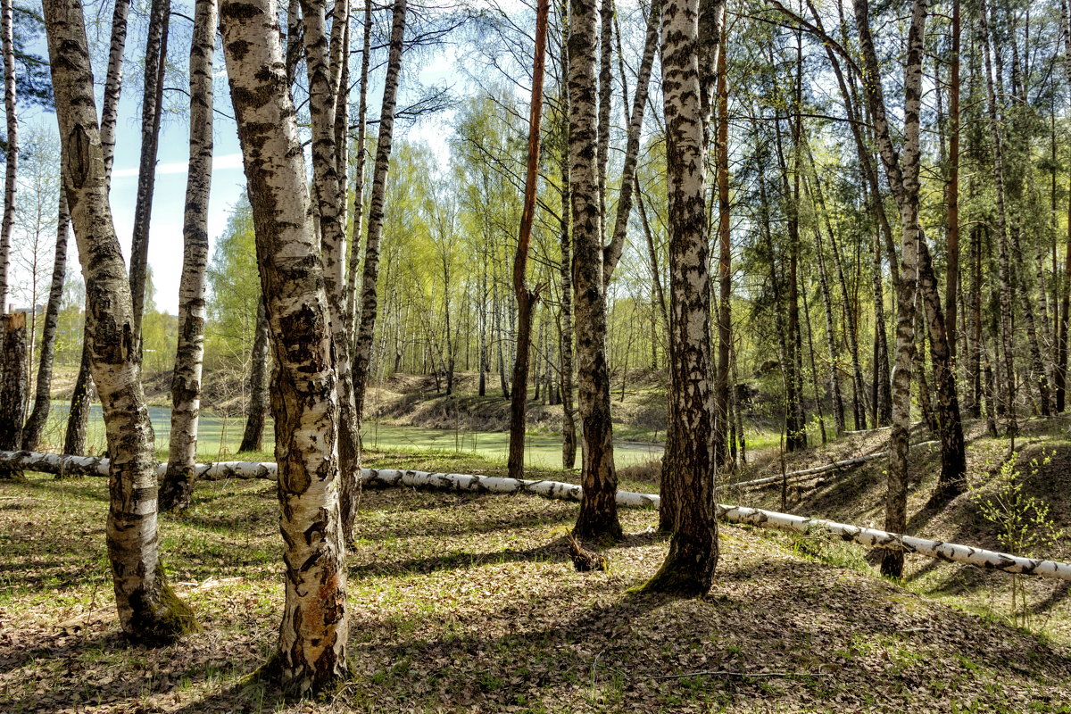 Вдали от шума городского. - Анатолий. Chesnavik.