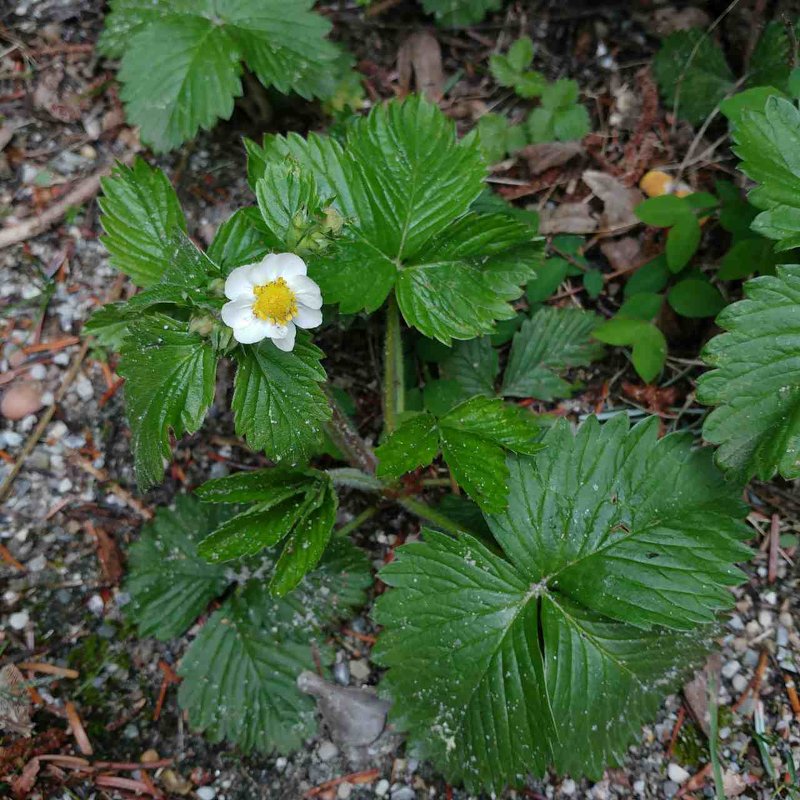 Blümchen - Olesya 