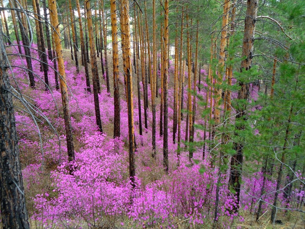 Весна в Бурятии - татьяна 