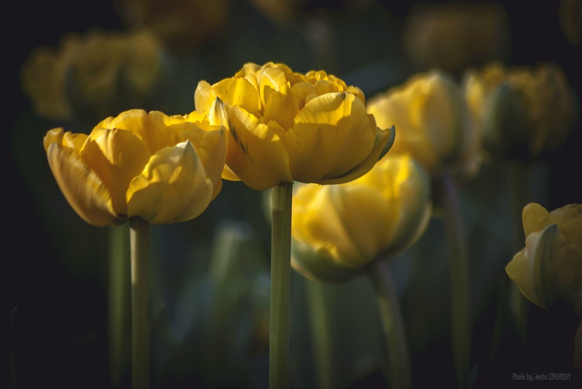 Желтые тюльпаны - Евгений Лимонтов