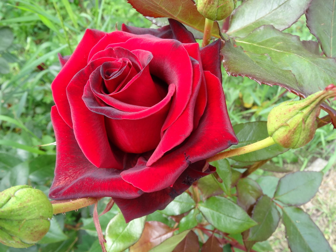 Мистическая красота розы - wea *
