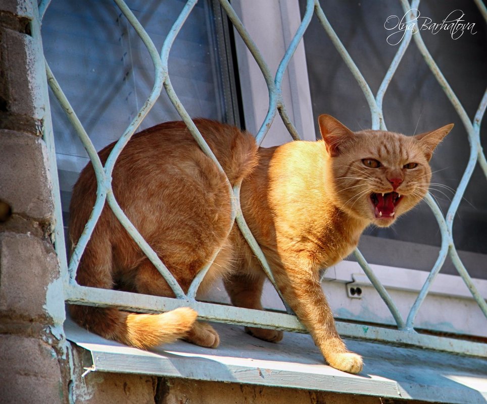 разговорчивый котЭ - Ольга Бархатова