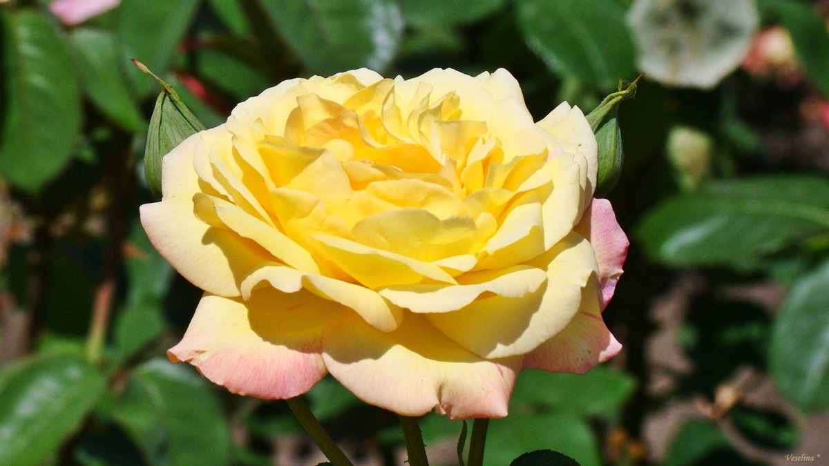 Солнечная роза - Veselina *