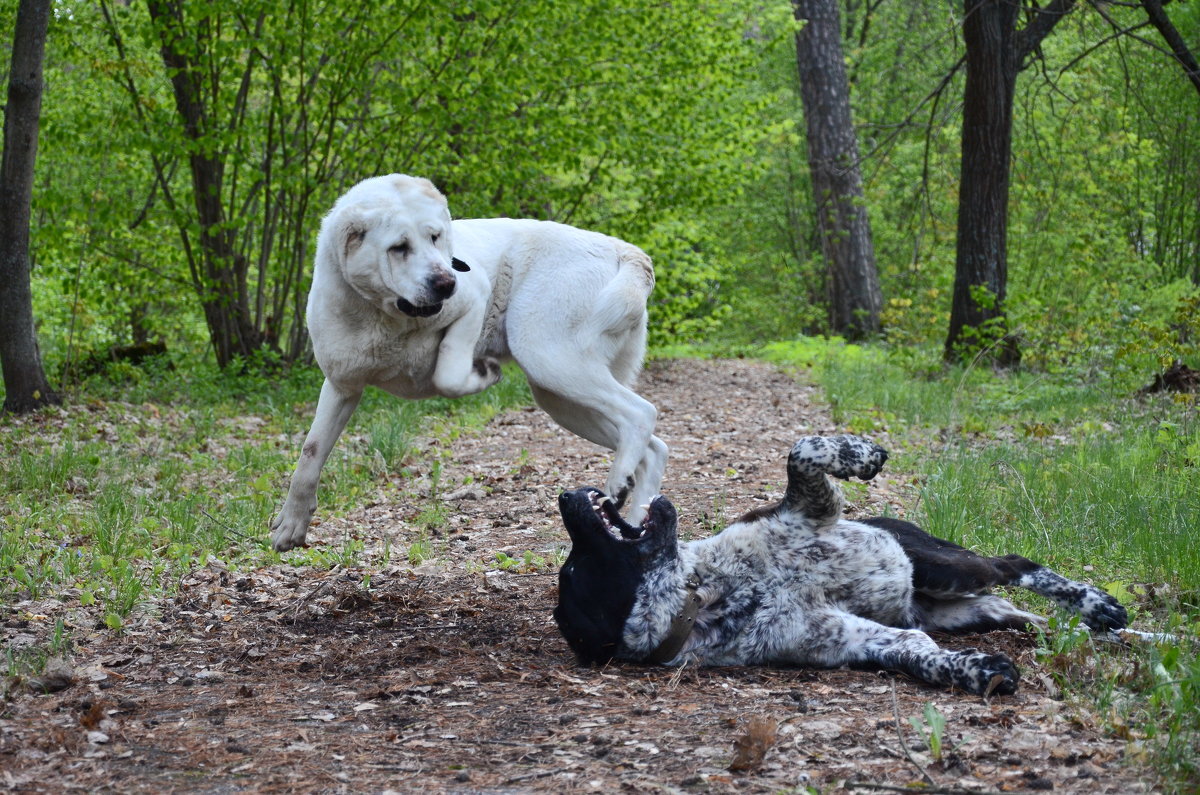 Кто сказал,что собаки не умеют летать?:))) - Рудаков Сергей 