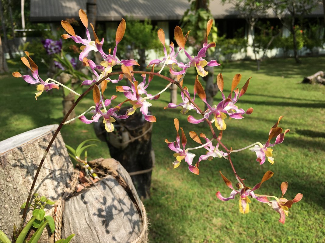 Орхидеи на Мальдивах. - Татьяна Калинкина