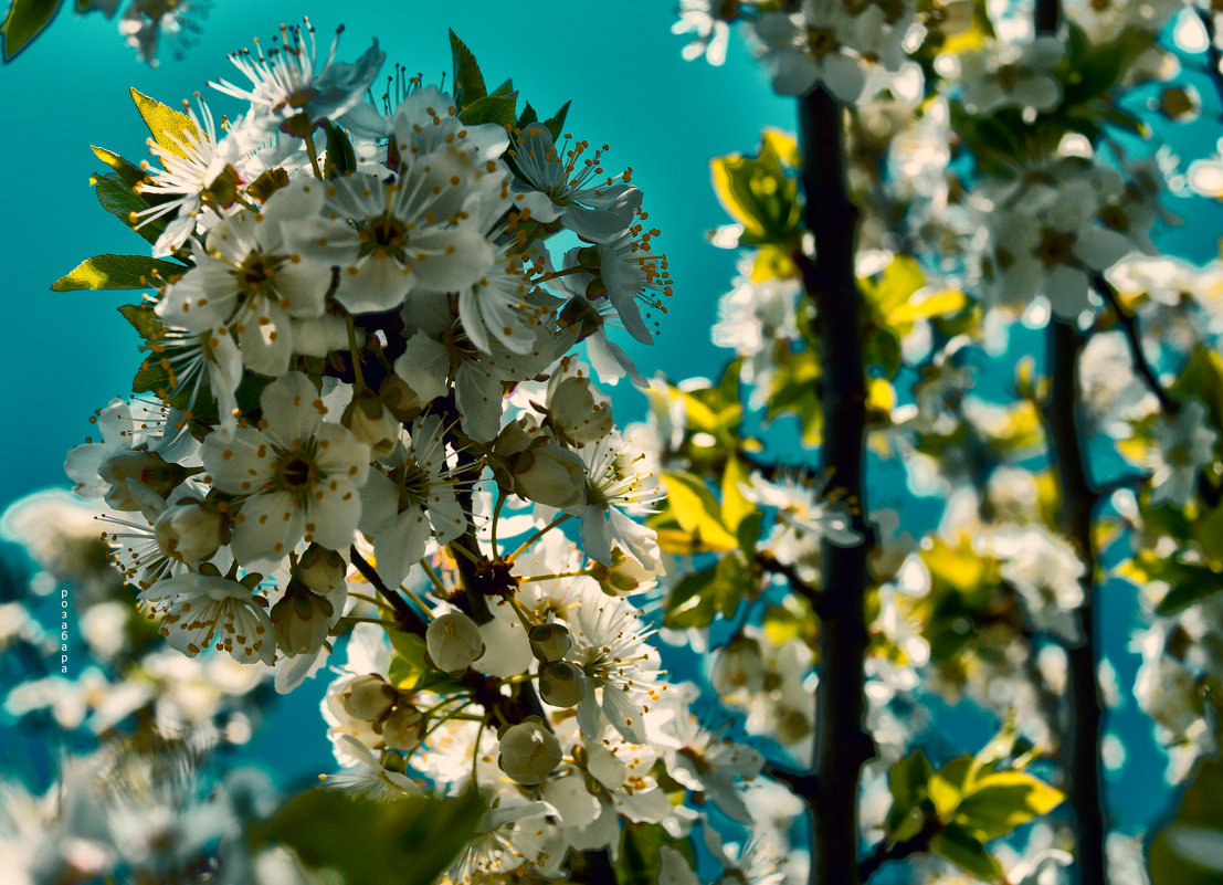 весенние цветение - Ксения Забара