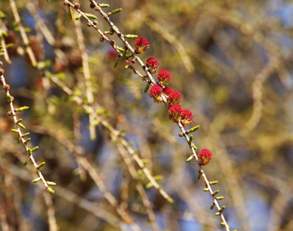 цветение лиственницы - александр 