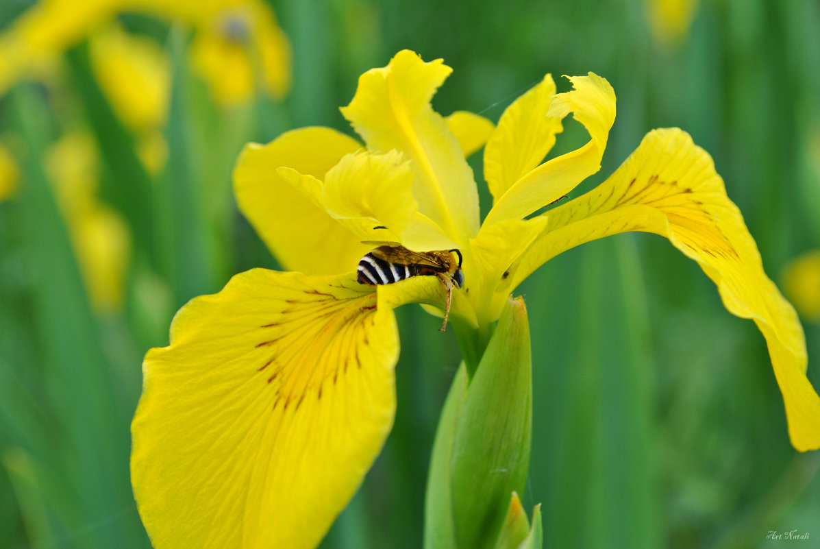 Iris pseudacorus Ирис ложноаировый