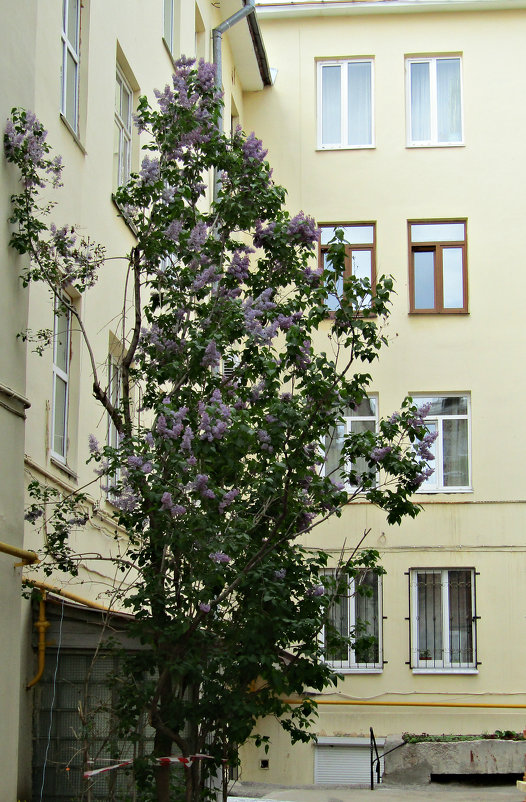 Сирень в городе - наталия 