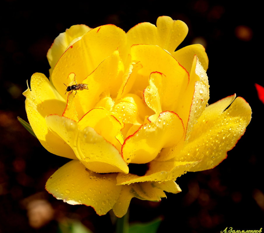 Ах эти желтые тюльпаны.. - Андрей Заломленков