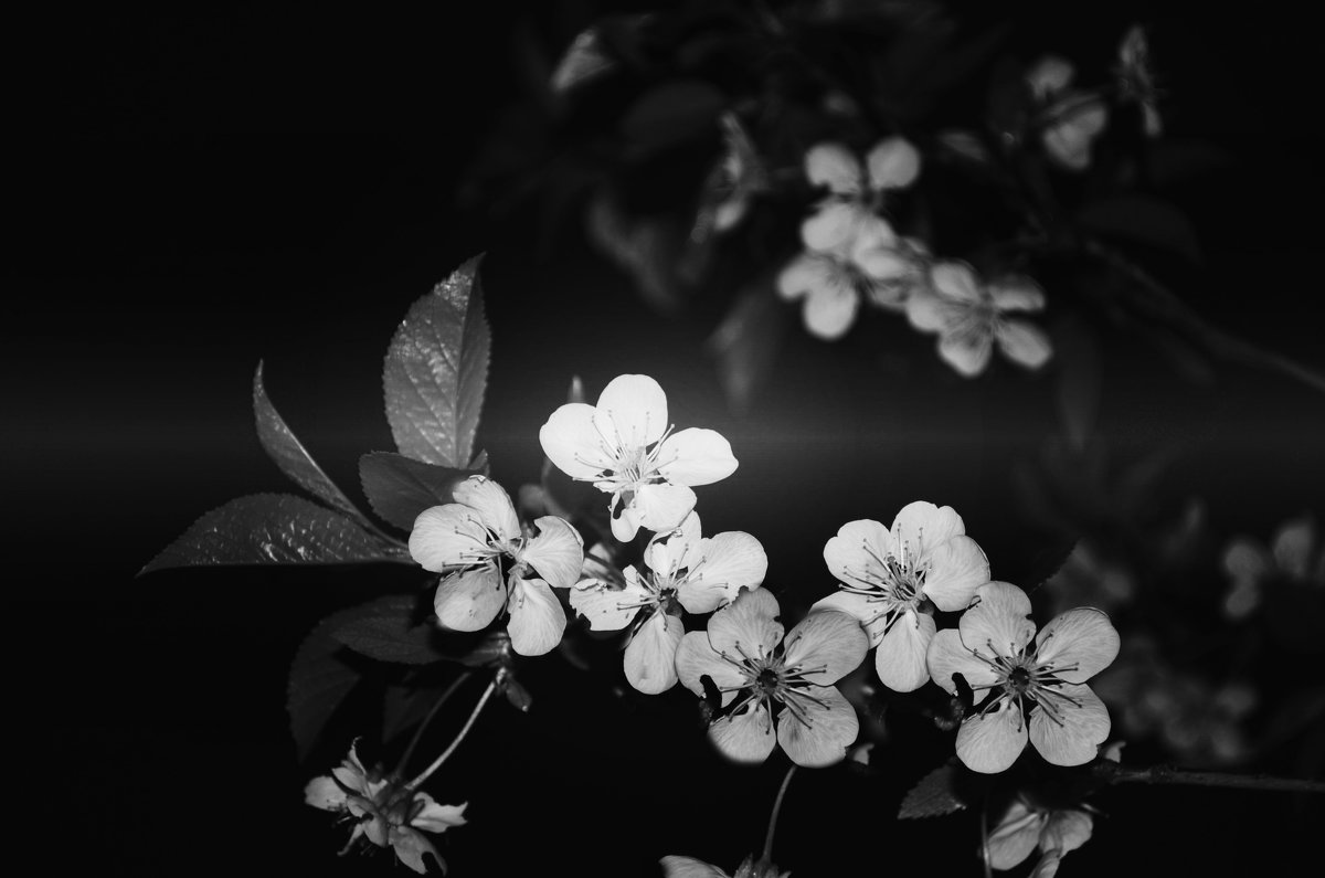 Черная весна - Алина Давыдова