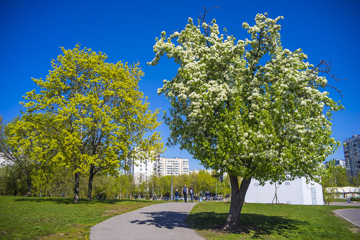 Москва, Коломенское - Игорь Герман