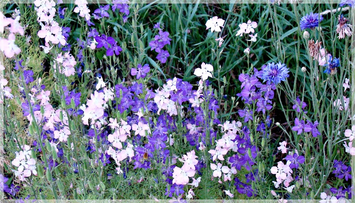 Полевые цветы - Veselina *