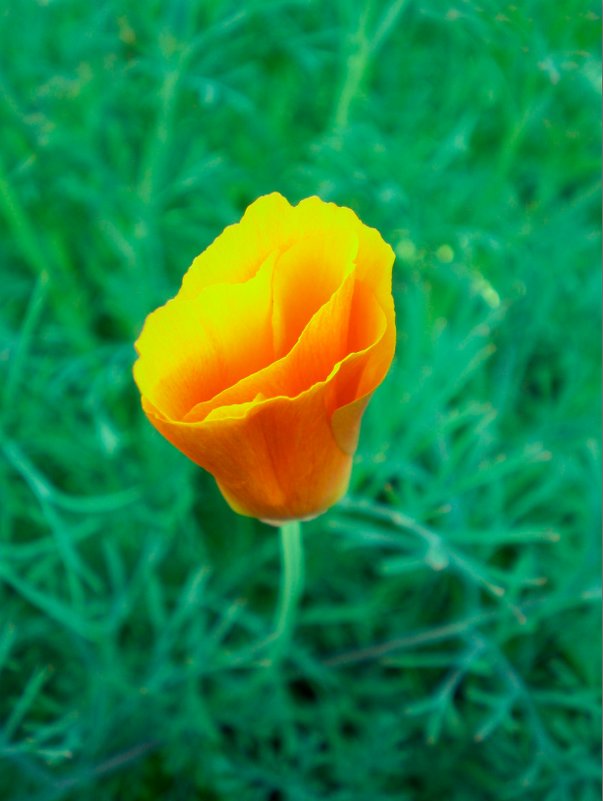 солнечный цветок - Анастасия Барейкина
