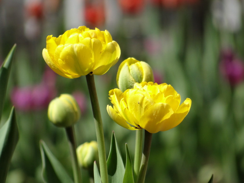 Тюльпаны в (Собственном садике) - Алексей Цветков