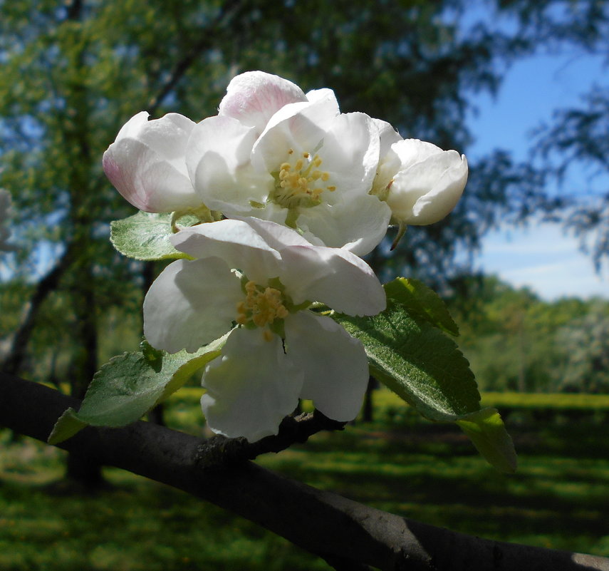 Яблоневый цветок - Tarka 