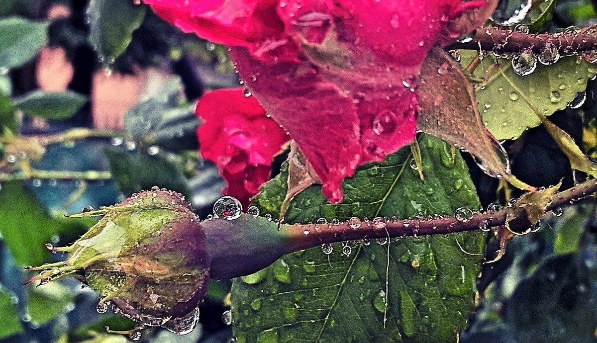 Розы дождь октябрь