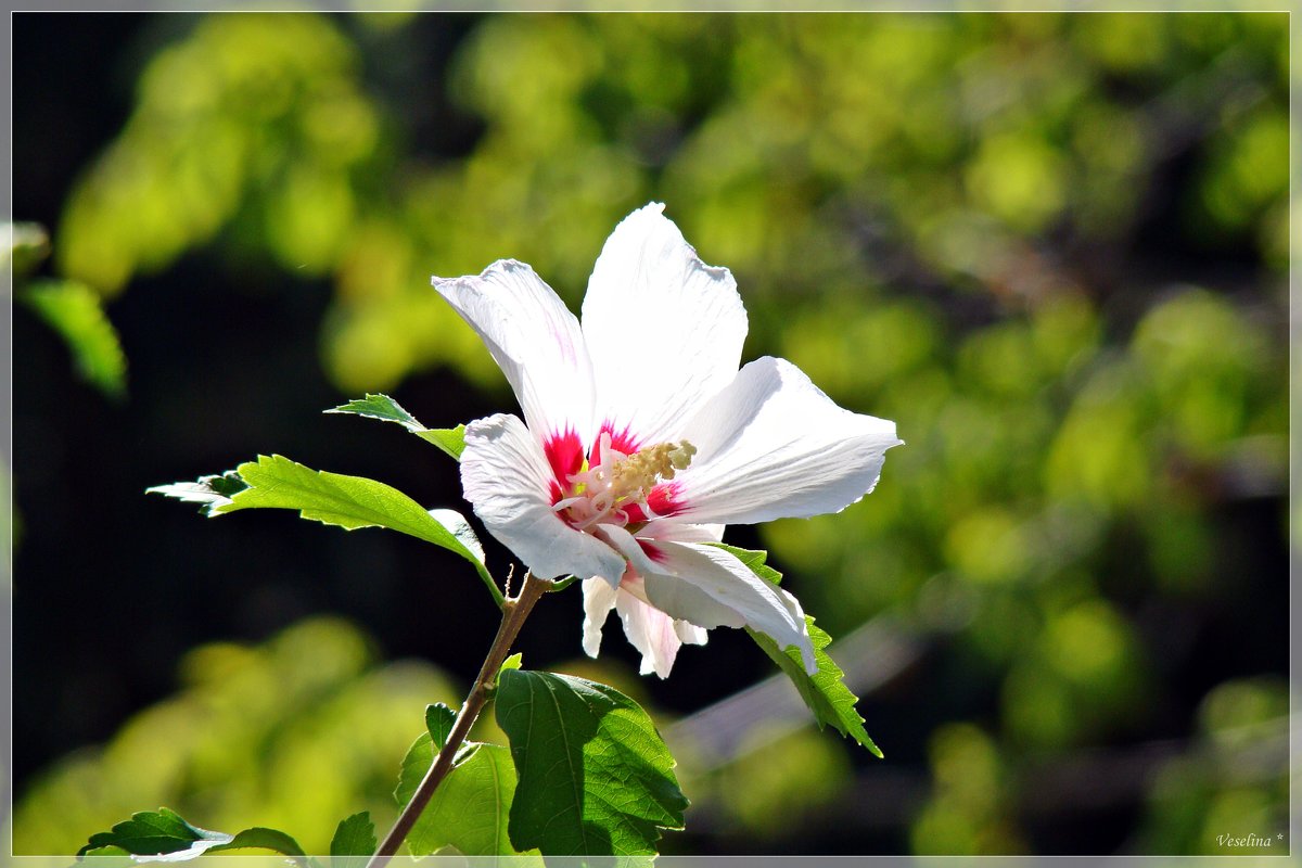 Нежный цветок - Veselina *